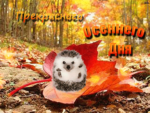 Ежик на листике - Осень открытки и картинки