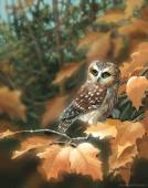 Сова в осенней дубраве - Осень открытки и картинки