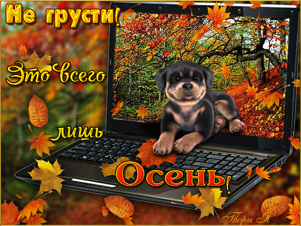 Осенняя анимация,животные,осень~Анимационные блестящие открытки GIF