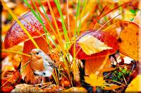 осенняя красота природы - Осень открытки и картинки