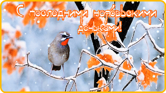 С последними ноябрьскими деньками~Анимационные блестящие открытки GIF