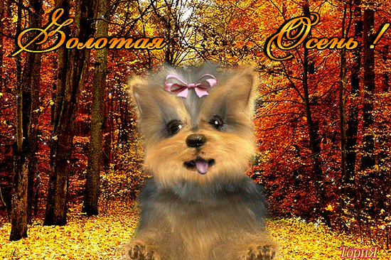 Золотая осень,животные~Анимационные блестящие открытки GIF