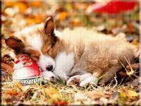 Спящая собака - Осень открытки и картинки