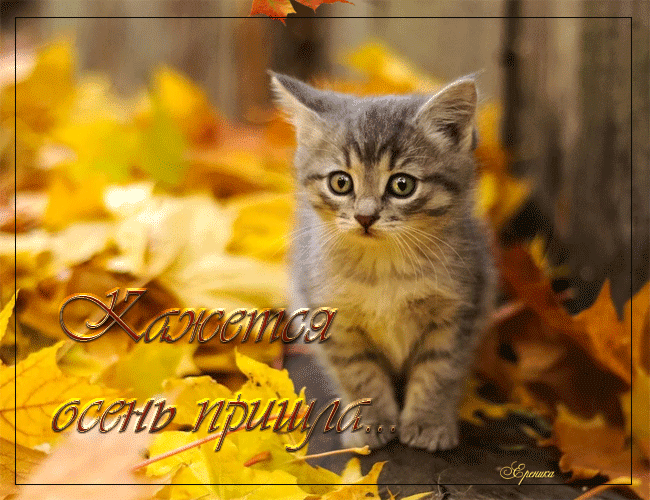 Кажется осень пришла~Анимационные блестящие открытки GIF