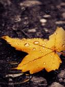 Желтый лист осенний - Осень открытки и картинки