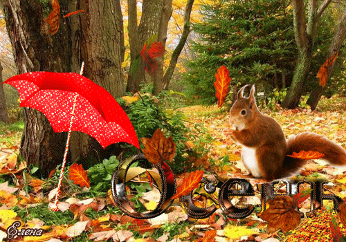 Белка в осеннем лесу~Анимационные блестящие открытки GIF