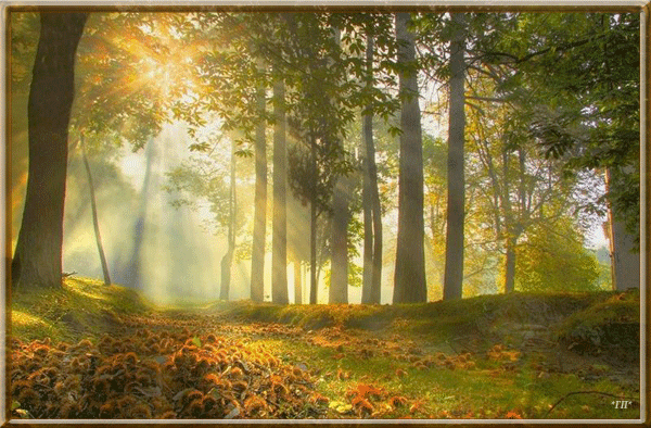Осенний лес~Анимационные блестящие открытки GIF