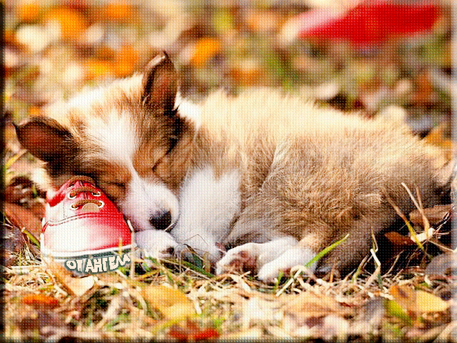 Спящая собака~Анимационные блестящие открытки GIF