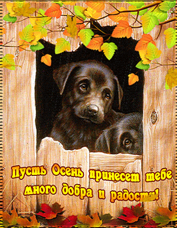 Осенняя картинка с животными~Анимационные блестящие открытки GIF