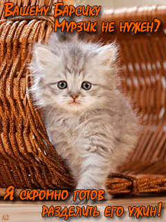 Прикольный котенок Мурзик~Анимационные блестящие открытки GIF