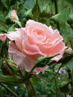 Розовая роза с блеском росы~Анимационные блестящие открытки GIF