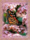 Бабочка анимашка - Блестяшки на телефон открытки и картинки