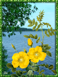 Желтые летние цветы~Анимационные блестящие открытки GIF