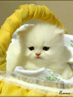 Котёнок~Анимационные блестящие открытки GIF