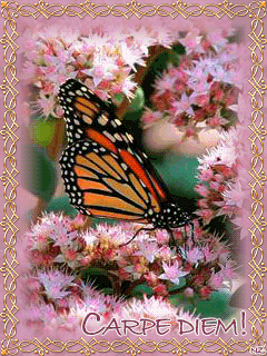 Бабочка анимашка~Анимационные блестящие открытки GIF