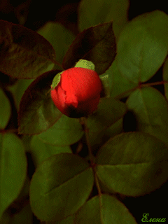 Распускающаяся роза~Анимационные блестящие открытки GIF