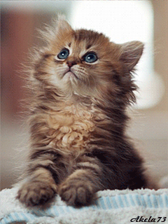 Котёнок фото~Анимационные блестящие открытки GIF