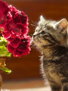 Котенок с цветами~Анимационные блестящие открытки GIF
