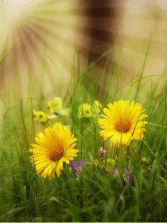 Цветки полевые на телефон~Анимационные блестящие открытки GIF
