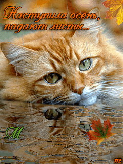 Грустный котенок~Анимационные блестящие открытки GIF