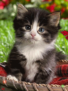 Котёнок в корзинке~Анимационные блестящие открытки GIF