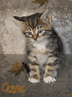 Котенок под осенним дождем~Анимационные блестящие открытки GIF