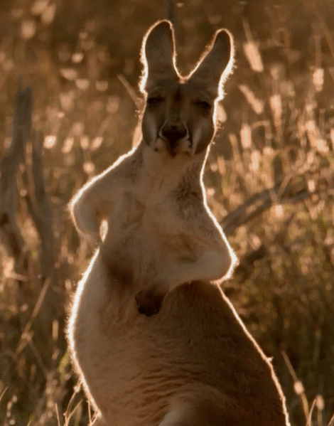 Анимация кенгуру~Анимационные блестящие открытки GIF