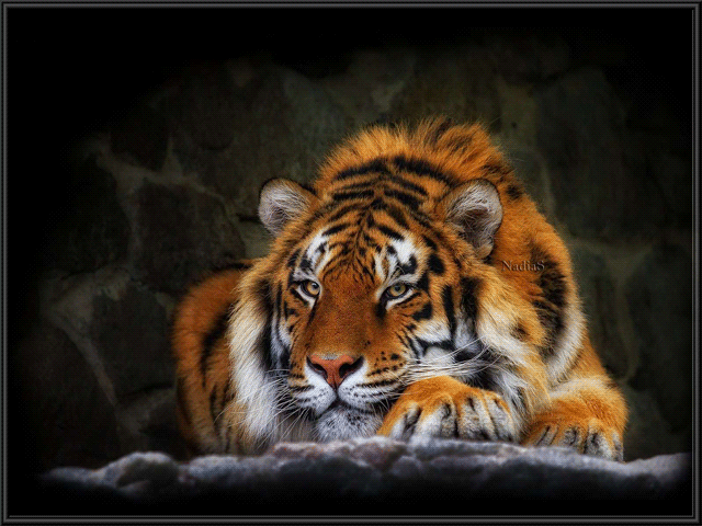 Животное Тигр~Анимационные блестящие открытки GIF