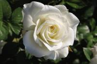 Белая роза фото - Живые фотографии открытки и картинки