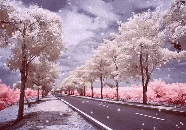 Заснеженные деревья~Анимационные блестящие открытки GIF