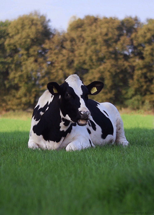 Корова - Живые фотографии открытки и картинки