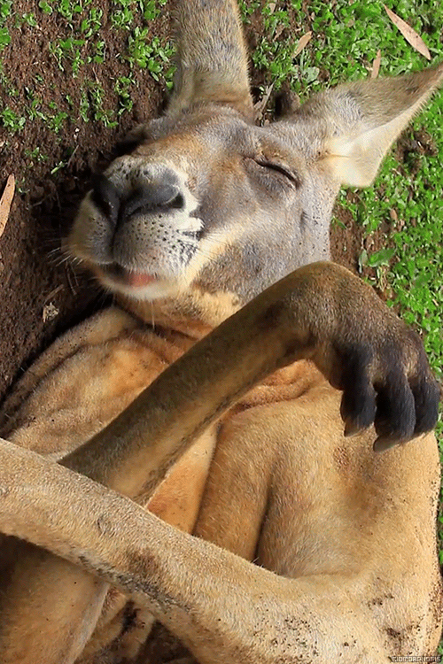 Прикольный кенгуру на фото анимации~Анимационные блестящие открытки GIF