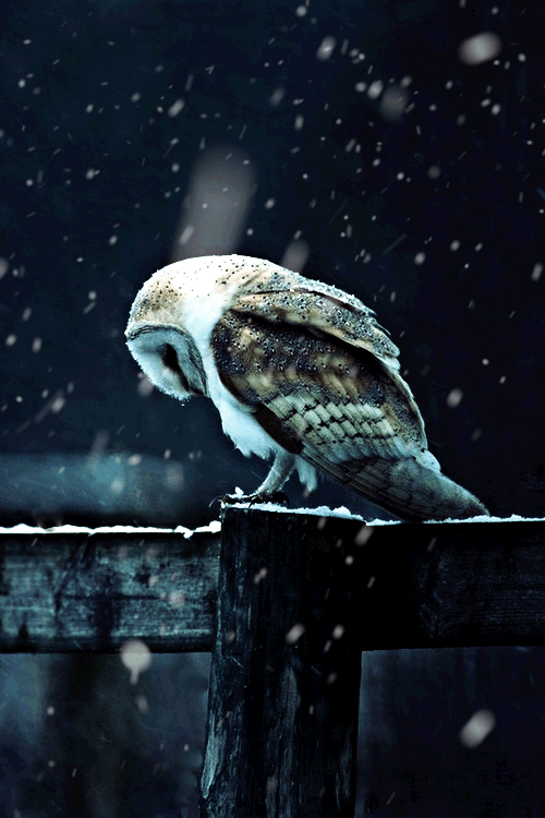 Сова под снегом~Анимационные блестящие открытки GIF