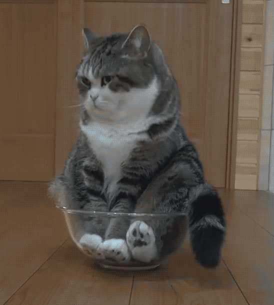 Котик в чашке~Анимационные блестящие открытки GIF