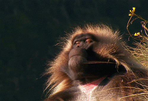 Гордая обезьяна~Анимационные блестящие открытки GIF