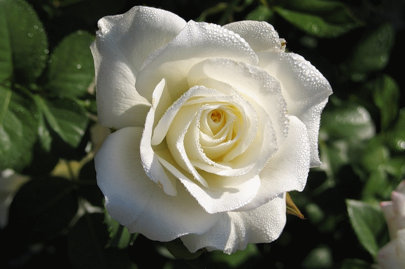Белая роза фото~Анимационные блестящие открытки GIF