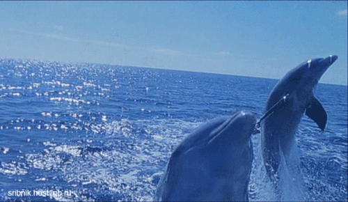 дельфины~Анимационные блестящие открытки GIF