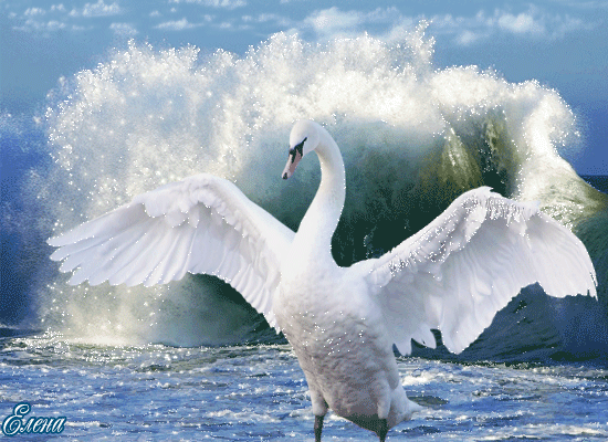 Море и лебедь~Анимационные блестящие открытки GIF