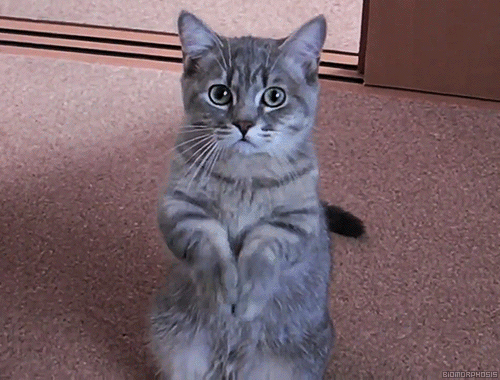 Умоляющий котик~Анимационные блестящие открытки GIF