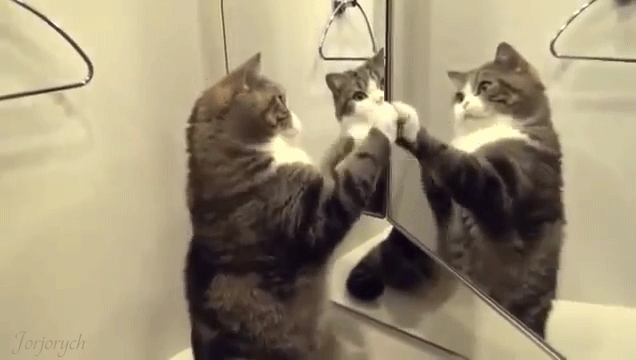 Кошка у зеркала~Анимационные блестящие открытки GIF