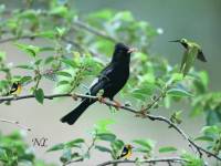 Птички на дереве - Природа открытки и картинки