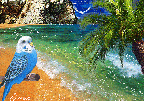 тропический рай~Анимационные блестящие открытки GIF