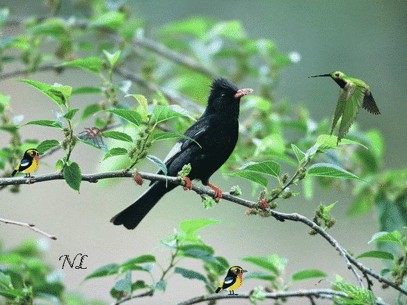 Птички на дереве~Анимационные блестящие открытки GIF