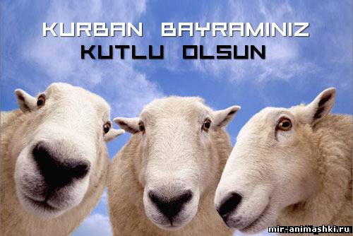 Курюан Байрам~Анимационные блестящие открытки GIF