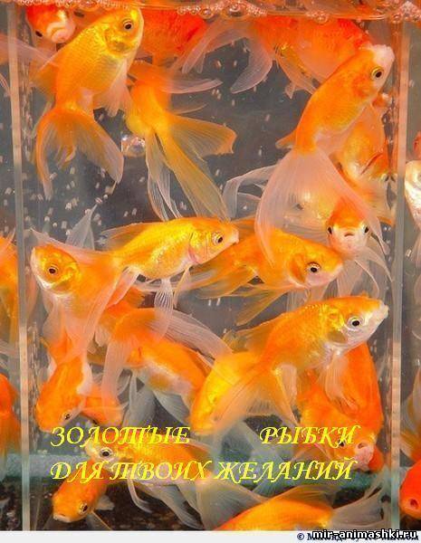 Золотая рыбка~Анимационные блестящие открытки GIF