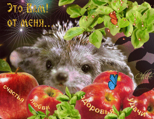 Щедрый ежик с волшебными яблоками~Анимационные блестящие открытки GIF