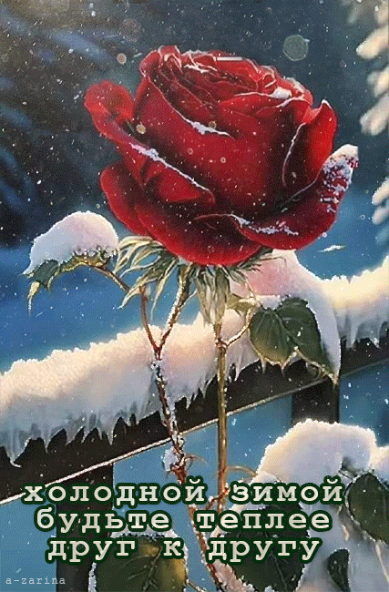 Снежная роза - Счастья, любви,  добра открытки и картинки