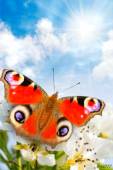 Бабочка Лето - Бабочки открытки и картинки