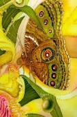 Рисунок Бабочка - Бабочки открытки и картинки