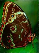 Красивая бабочка - Бабочки открытки и картинки
